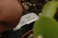 hoya lacunosa 1148