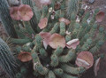 hoodia gordonii wild bernhard
