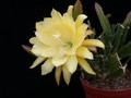 eh yellow gem 9910 01