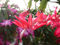 schlumbergera thor olga 02