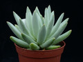 echeveria hookeri 01