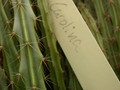 aporocactus carolina 26