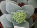 crassula morgans beauty 05