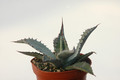 agave palmeri ruby az 8525