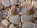 lithops marmorata 03