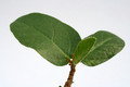 ficus glumosa 7267