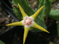 stapelia flavirostris pehl1510 04