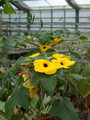 uncarina grandidierii 01