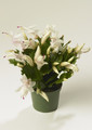schlumbergera thor liva 07