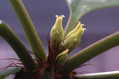 euphorbia cap manombatoensis
