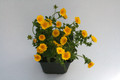 potentilla aurea 8556