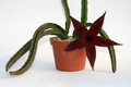 stapelia gigantea grosse pflanze 0759