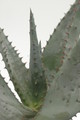 aloe ferox 8735