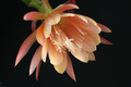 eh martha knebel 242 1620