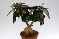 euphorbia suzannae marnierae 7263