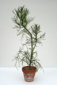 euphorbia tirucall 3663