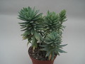 dudleya greenei 8401