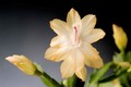 schlumbergera sol brazil