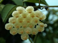 hoya lacunosa 4055 3