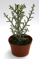 euphorbia ctenoclada 0597