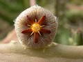 stapelia erecta 01