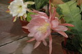 eh lotus 7561 9334