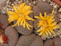 lithops hookeri marginata ceriseform c88 02