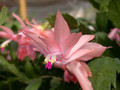 schlumbergera christmas flame 01
