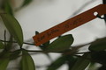 hoya pubicalyx red button 06 a
