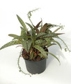 ledebouria scialis 02