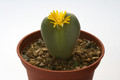 conophytum bilobum muscosipapillatum rietkloof 2994