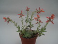 echeveria carnicolor 8375