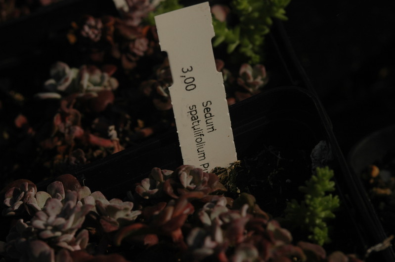 sedum spatulifolium purpurteppich 1358