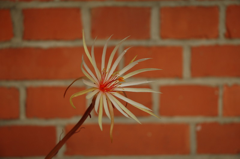 epiphyllum phyllanthus rubrocoronatum rba373 731