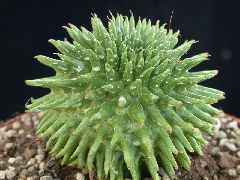 euphorbia suzannae 04