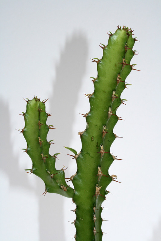 euphorbia waterbergensis 4039