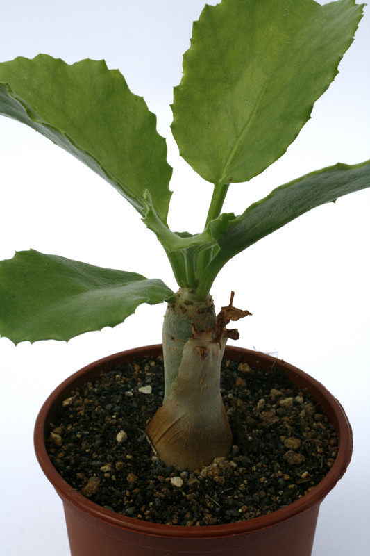 cyphostemma uter e of epupa fall 0848