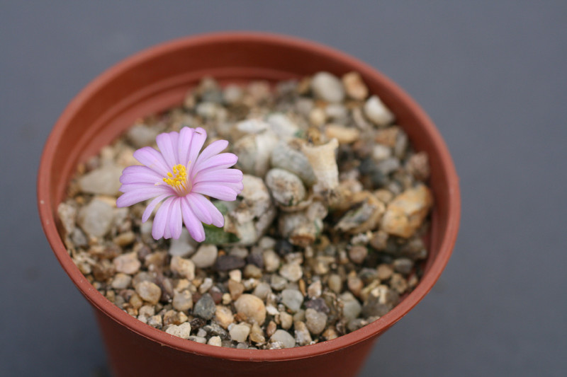 conophytum marginatum haramoepense 0156