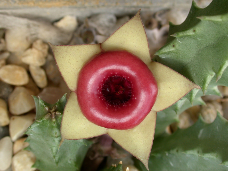 huerina insigniflora karoo 01