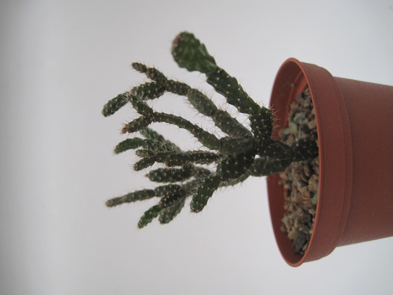 schlumbergera opuntioides im 7746