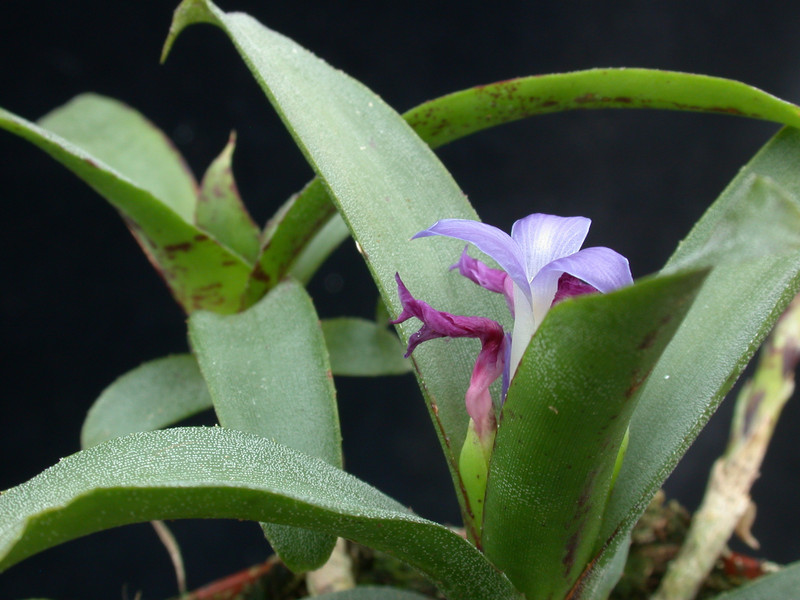 neoregelia liliputana 09