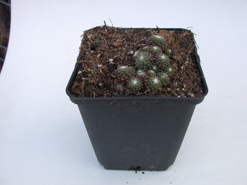 sempervivum silver cup 5760