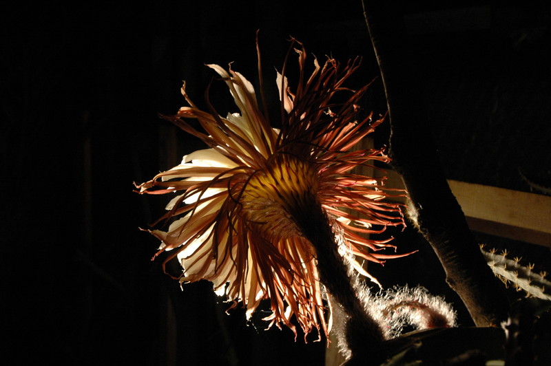 selenicereus grandiflorus koenigin 2006 05 9750