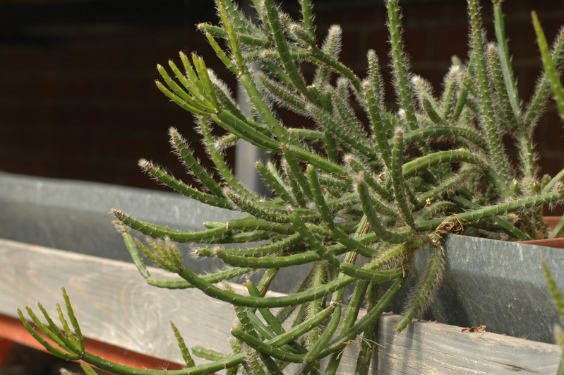 rhipsalis rigida 04
