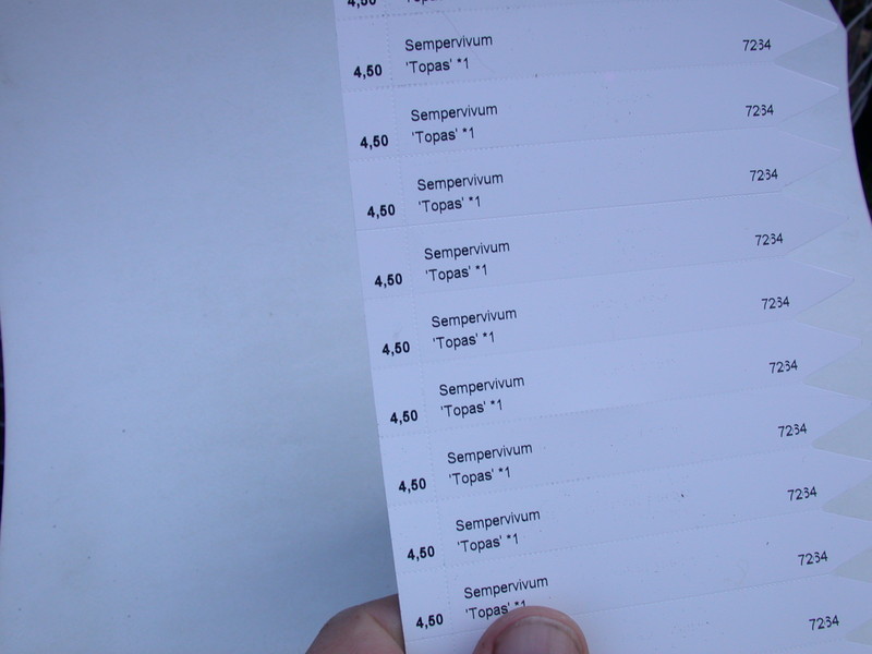 sempervivum topas 5746
