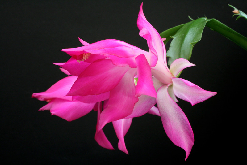 schlumbergera nonoco 5933