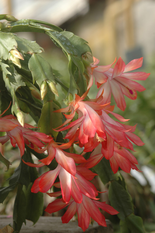 schlumbergera coral cascade 8211