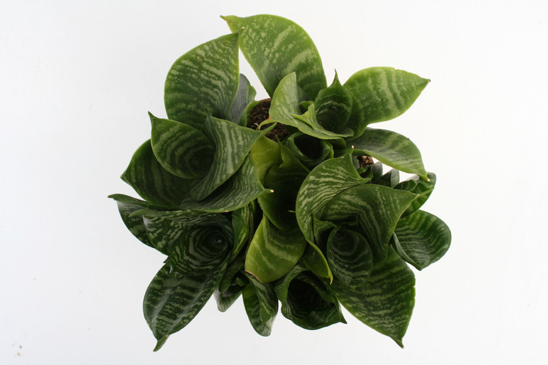 sansevieria trifasciata green hahnii 5726