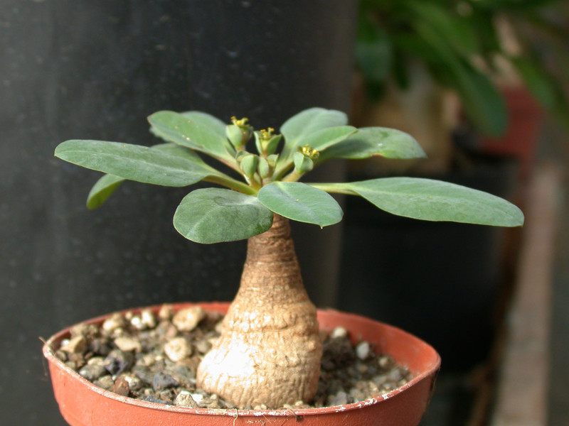 euphorbia crispa2
