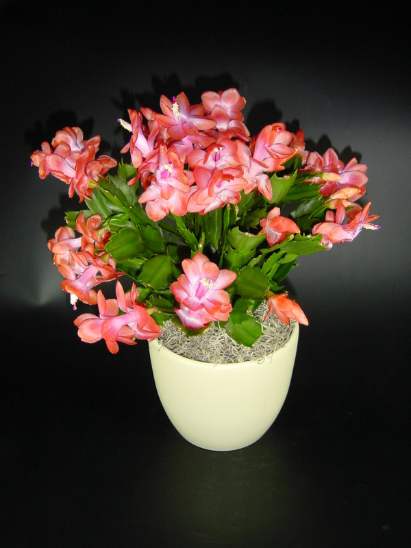 schlumbergera beach dancer 01